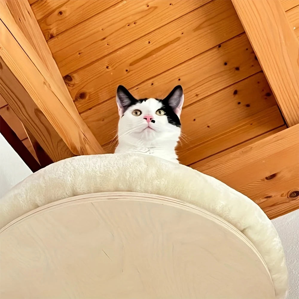 Cat Wall Mounted  Perches