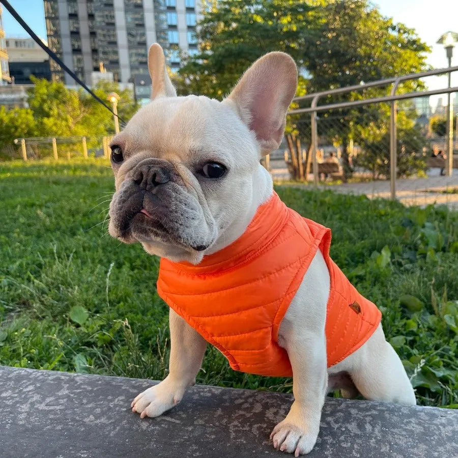 Dog Jacket in Orange for Small to Medium Dogs, Water Resistant with Dual D Ring Leash