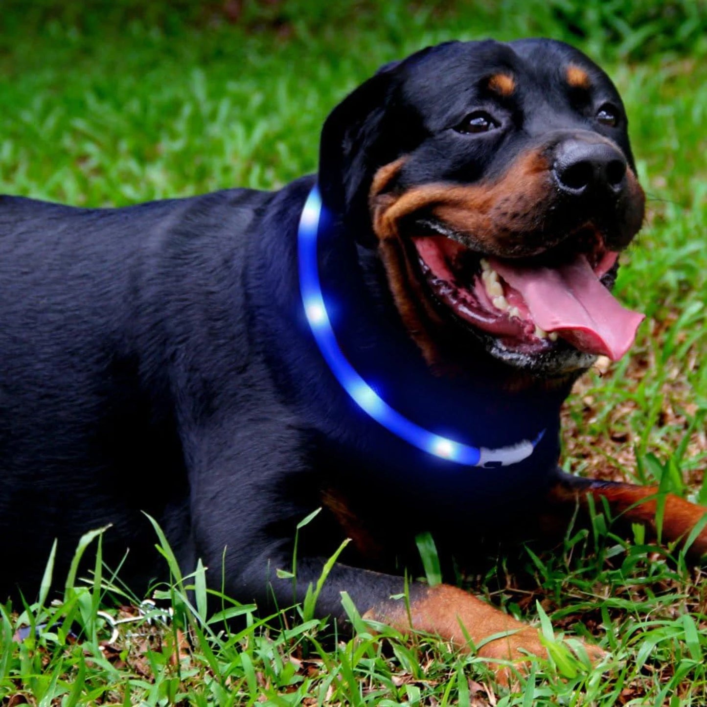 LED Dog Collar, USB Rechargeable