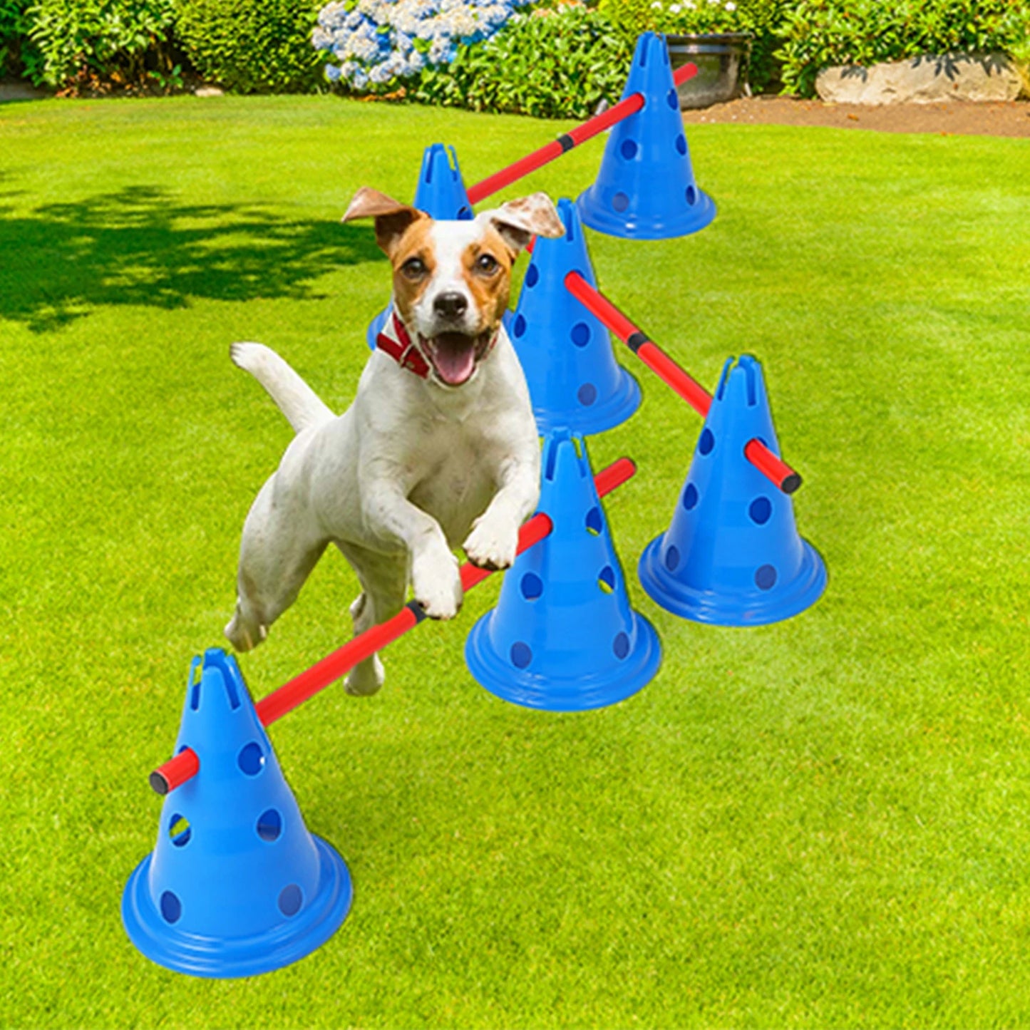 Dog Agility Course Backyard Set